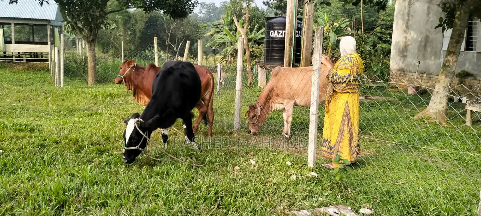 খামার বাড়ি বিক্রি