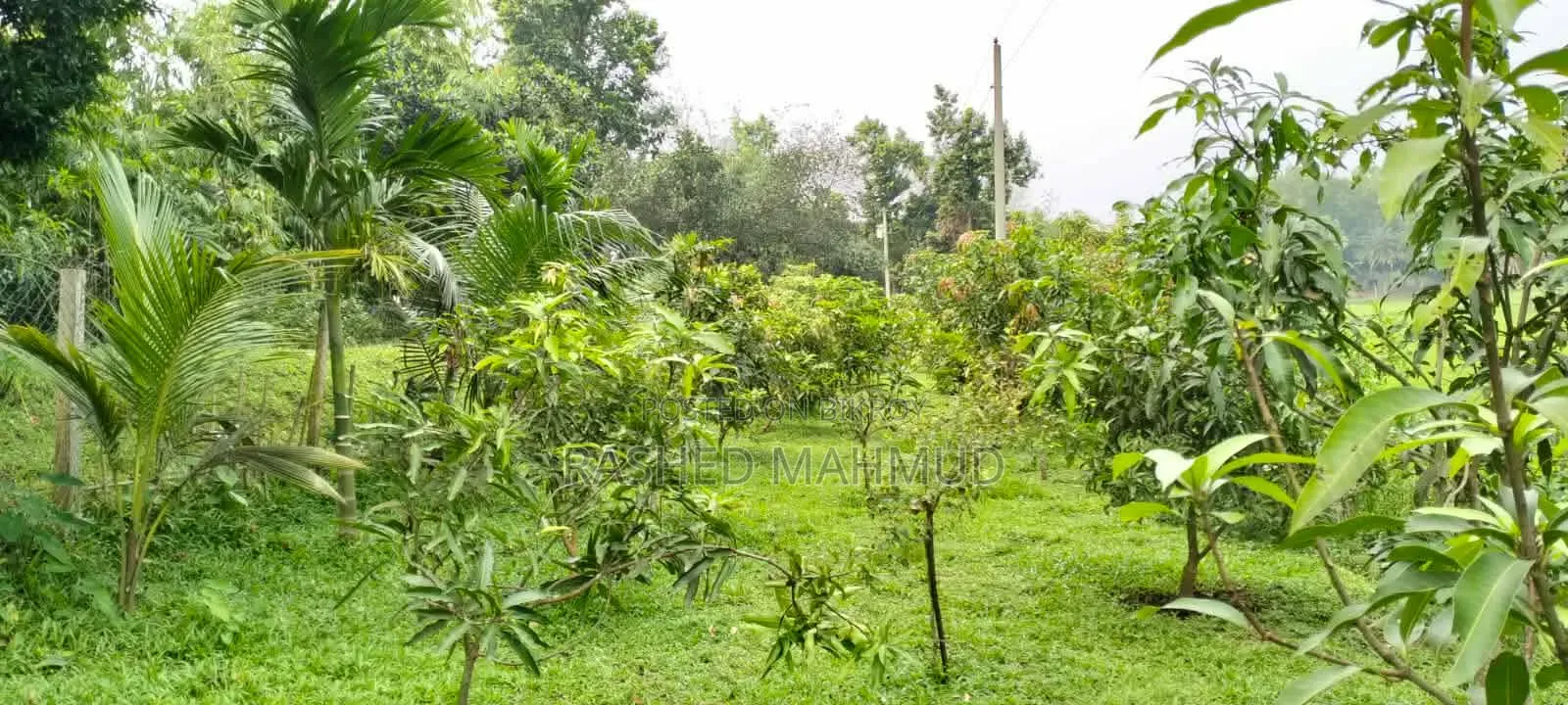খামার বাড়ি বিক্রি