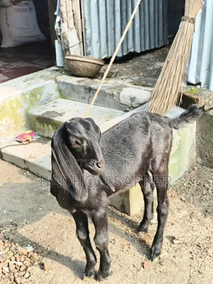 Good Breed Goat Kid