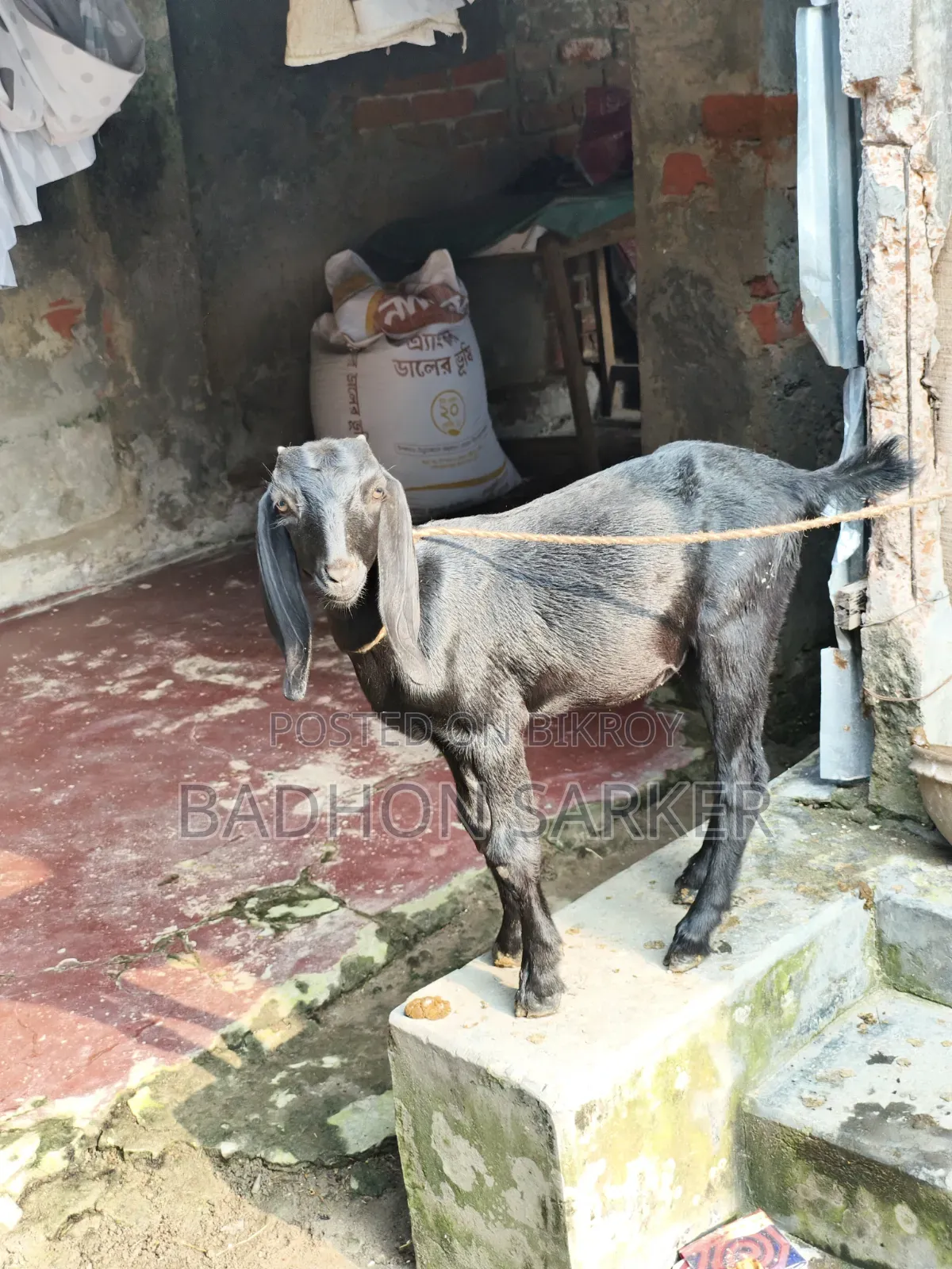 Good Breed Goat Kid