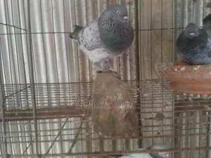 পোষা পাখি কবুতর
