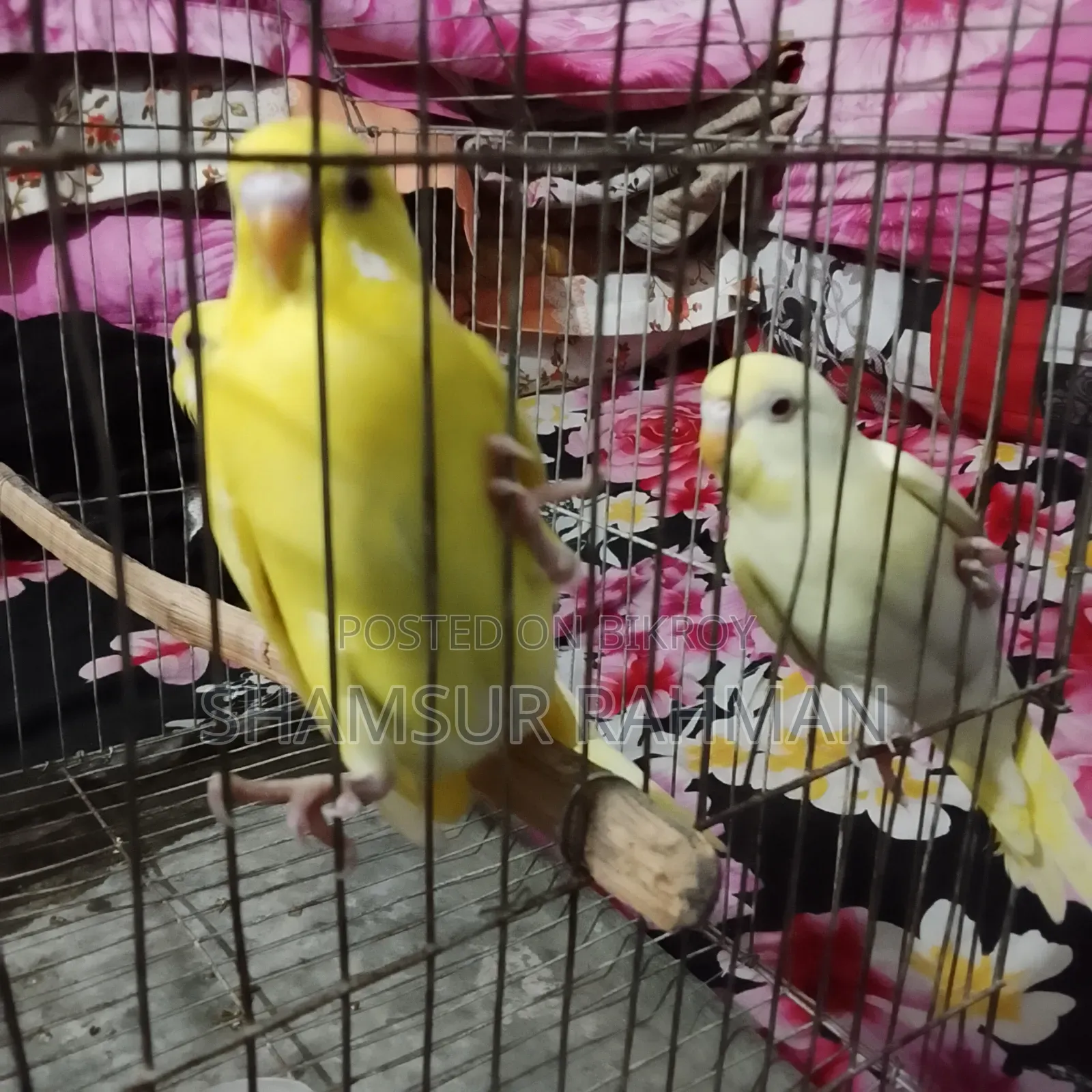নতুন ও বাজিগর পাখি