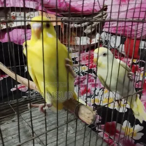 নতুন ও বাজিগর পাখি