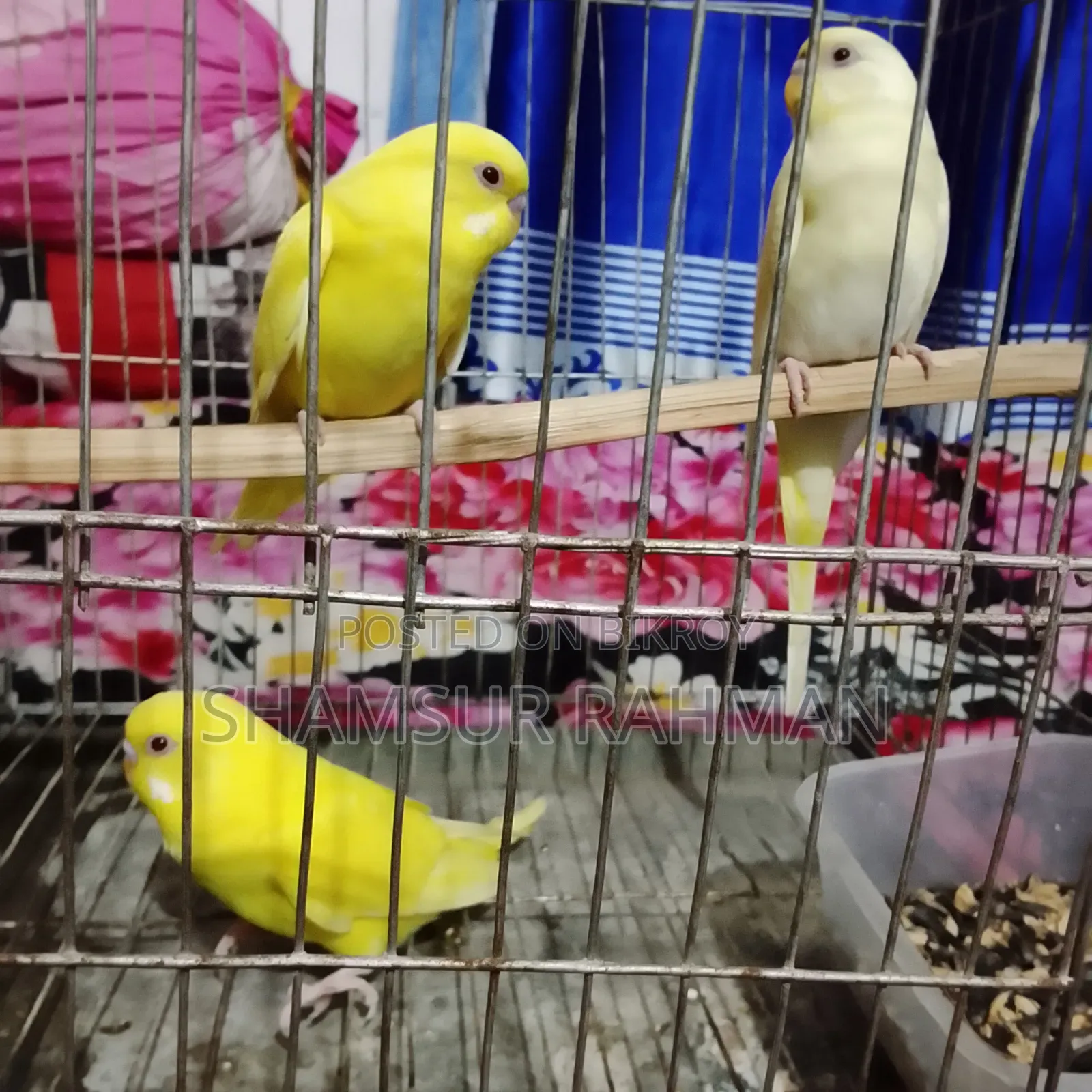 নতুন ও বাজিগর পাখি