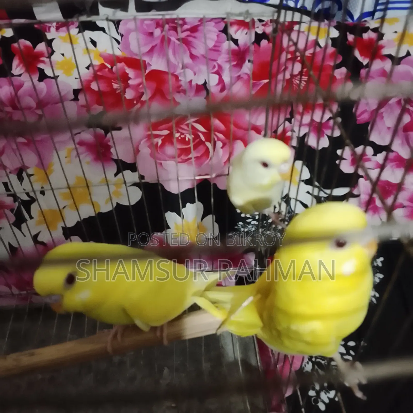 নতুন ও বাজিগর পাখি