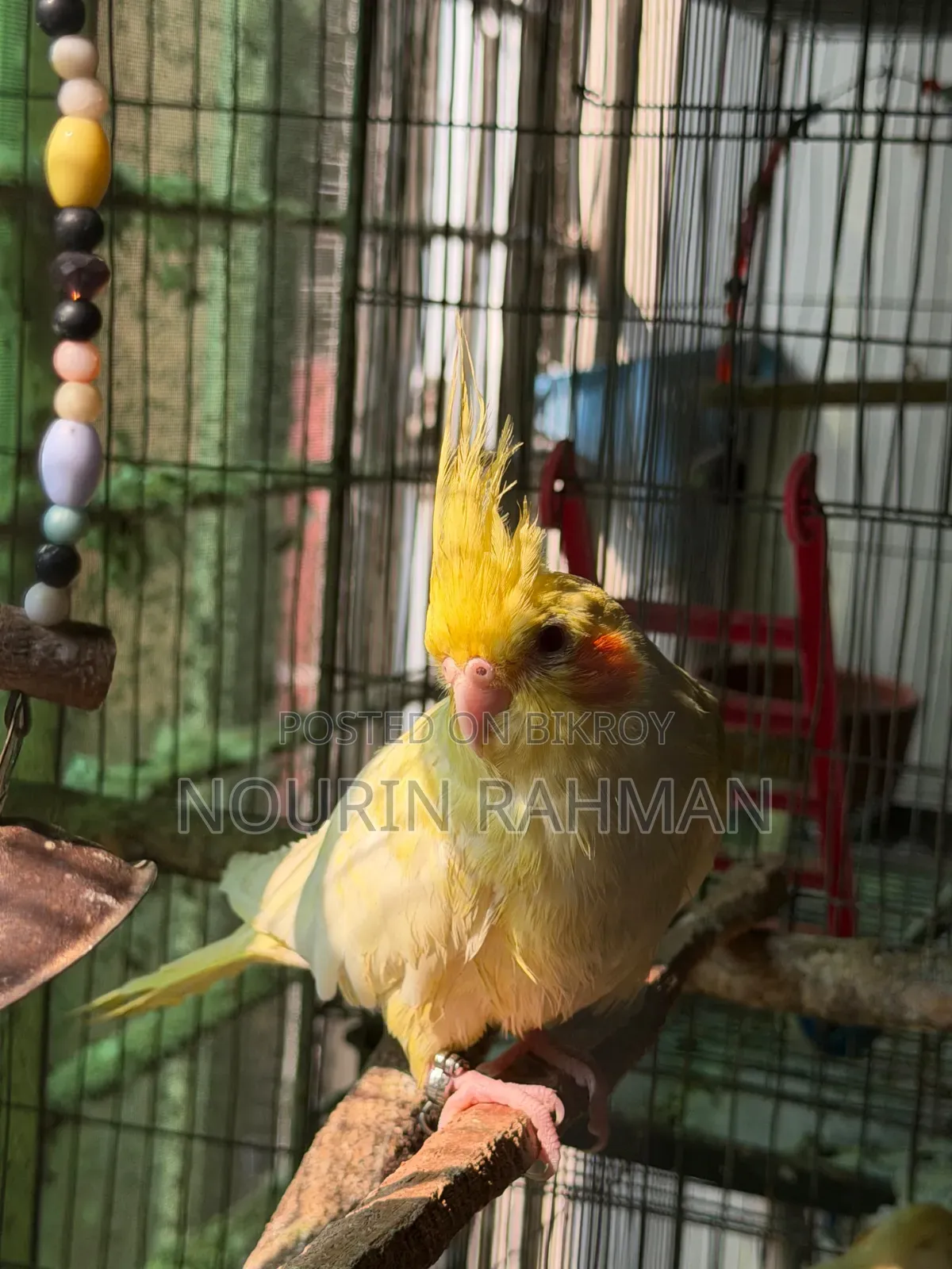 কোকাটেইল হেভি পার্ল ফিমেল