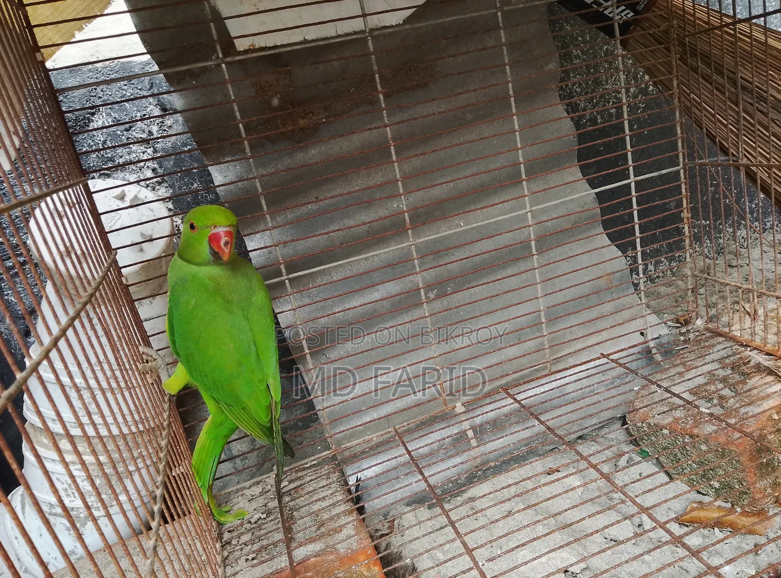 ইন্ডিয়ান রিংনেট টিয়া পাখি বিক্রি হবে