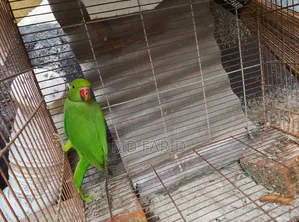 ইন্ডিয়ান রিংনেট টিয়া পাখি বিক্রি হবে