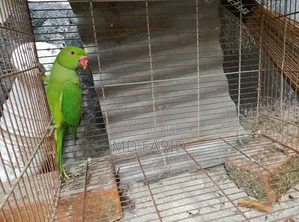 ইন্ডিয়ান রিংনেট টিয়া পাখি বিক্রি হবে
