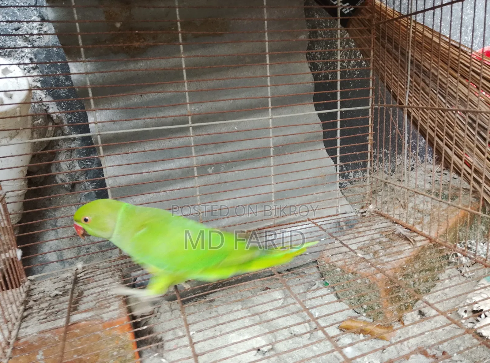 ইন্ডিয়ান রিংনেট টিয়া পাখি বিক্রি হবে