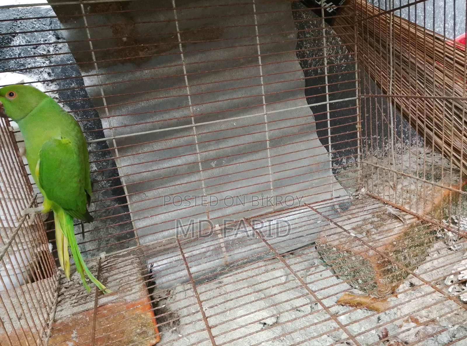 ইন্ডিয়ান রিংনেট টিয়া পাখি বিক্রি হবে