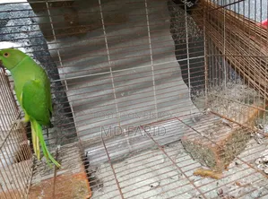 ইন্ডিয়ান রিংনেট টিয়া পাখি বিক্রি হবে