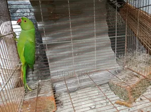ইন্ডিয়ান রিংনেট টিয়া পাখি বিক্রি হবে