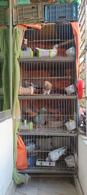 4 pairs of pigeons with cage for sale