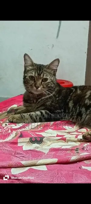 ১+ বছরের মাদি মিশ্র জাতের বেঙ্গল