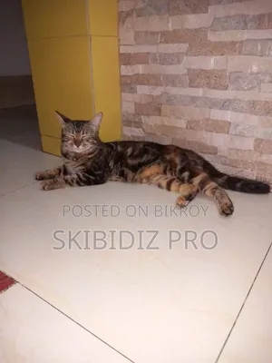১+ বছরের মাদি মিশ্র জাতের বেঙ্গল