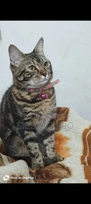 ১+ বছরের মাদি মিশ্র জাতের বেঙ্গল