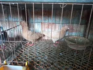 কবুতর বিক্রি করা হবে
