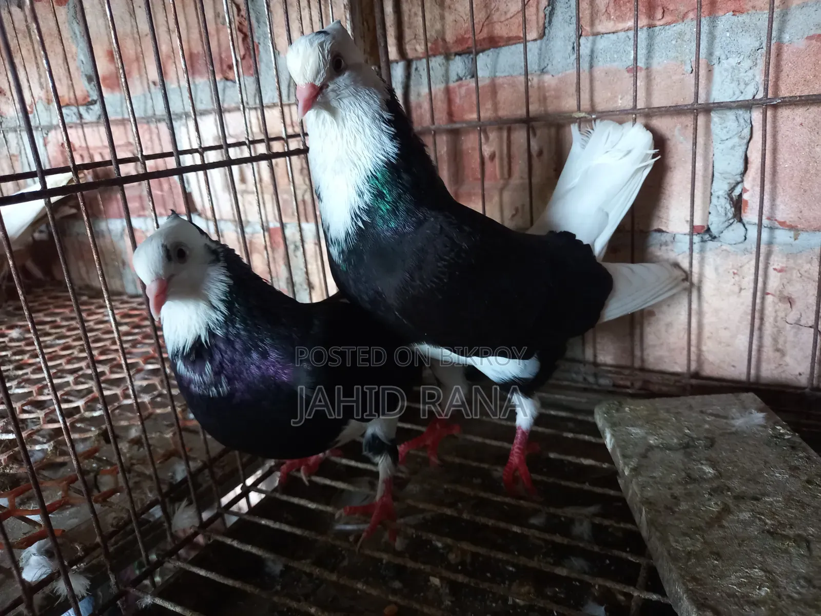 কবুতর বিক্রি করা হবে