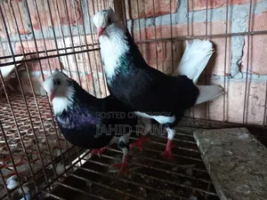কবুতর বিক্রি করা হবে