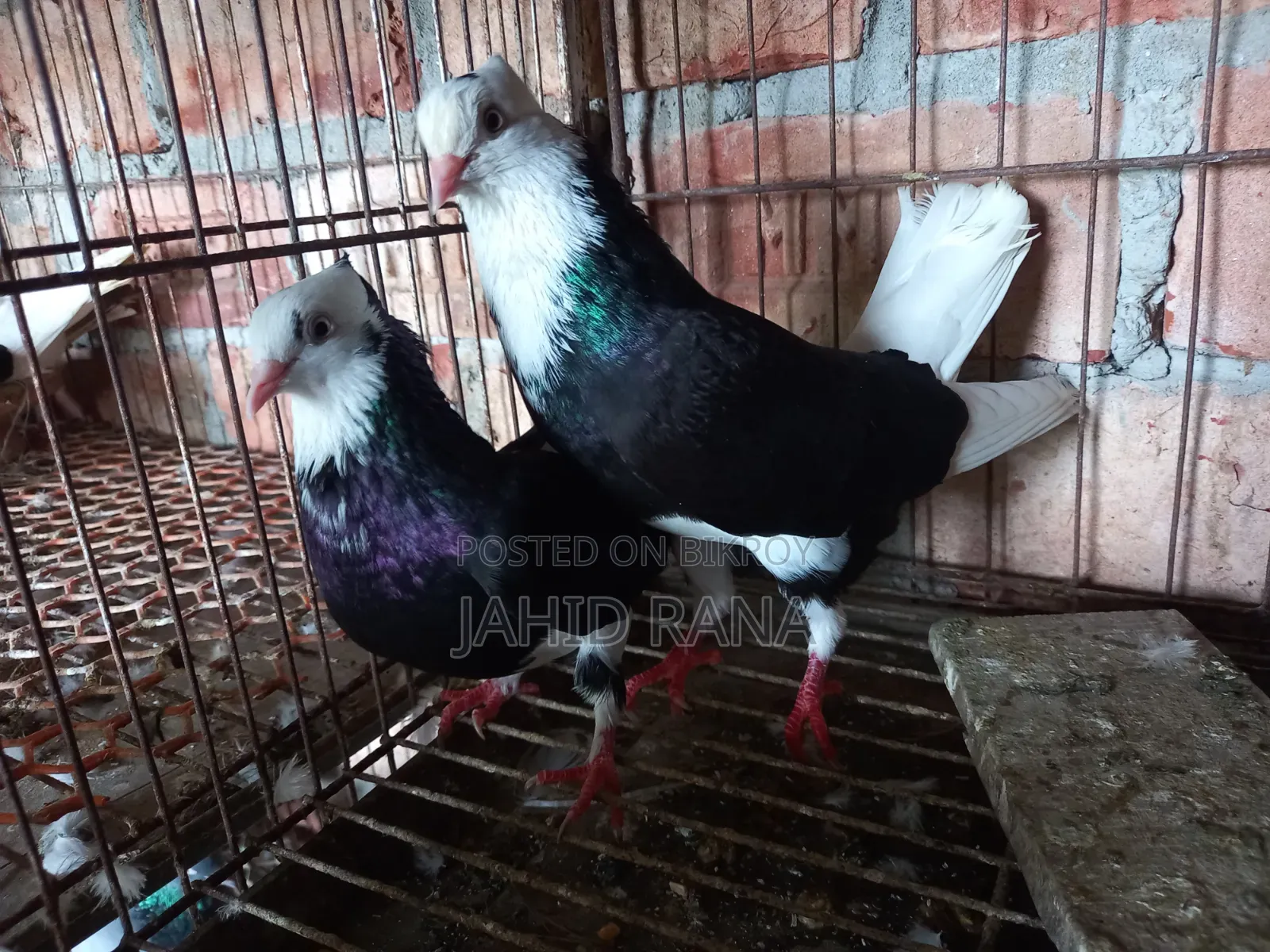 কবুতর বিক্রি করা হবে