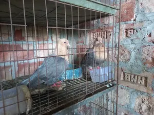 কবুতর বিক্রি করা হবে