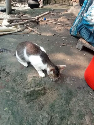 6-12 months Male Mixed Breed Cat