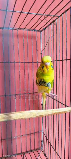 বাজরিগার পাখি