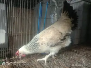Egg-laying hens for sale