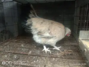 Egg-laying hens for sale