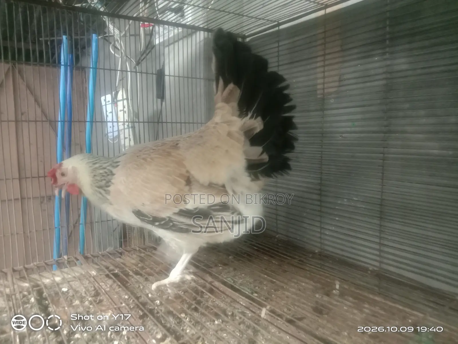 Egg-laying hens for sale