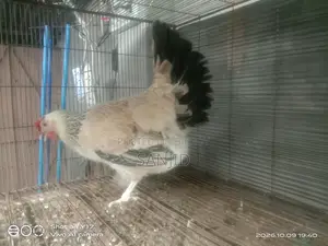 Egg-laying hens for sale