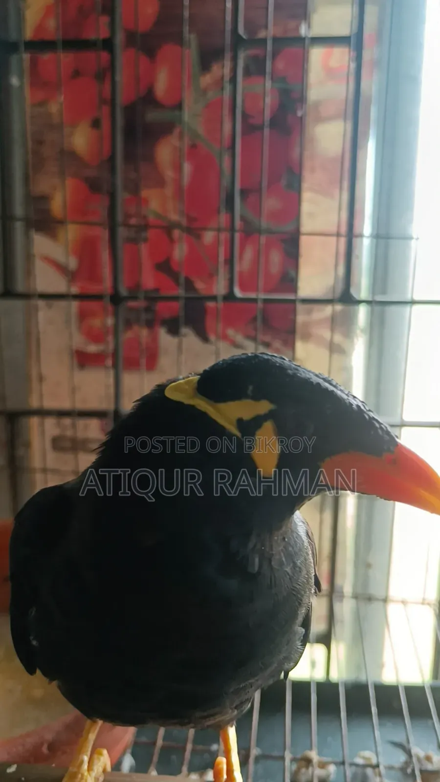 কথা বলা ময়না পাখি