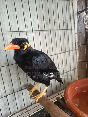 কথা বলা ময়না পাখি