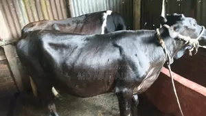 ফিজিয়ান বকনা বিক্রি