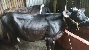 ফিজিয়ান বকনা বিক্রি