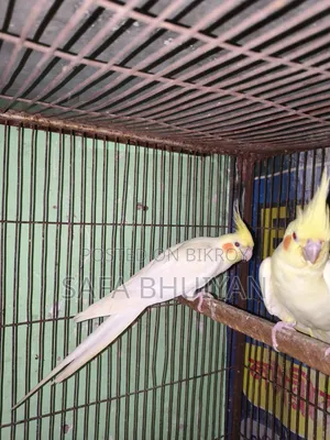 ককাটেল (Cockatiel )
