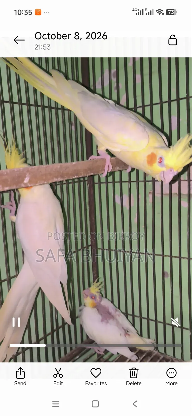ককাটেল (Cockatiel )