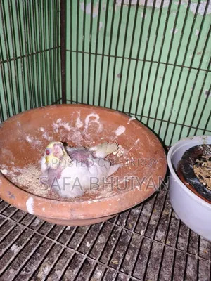 ককাটেল (Cockatiel )