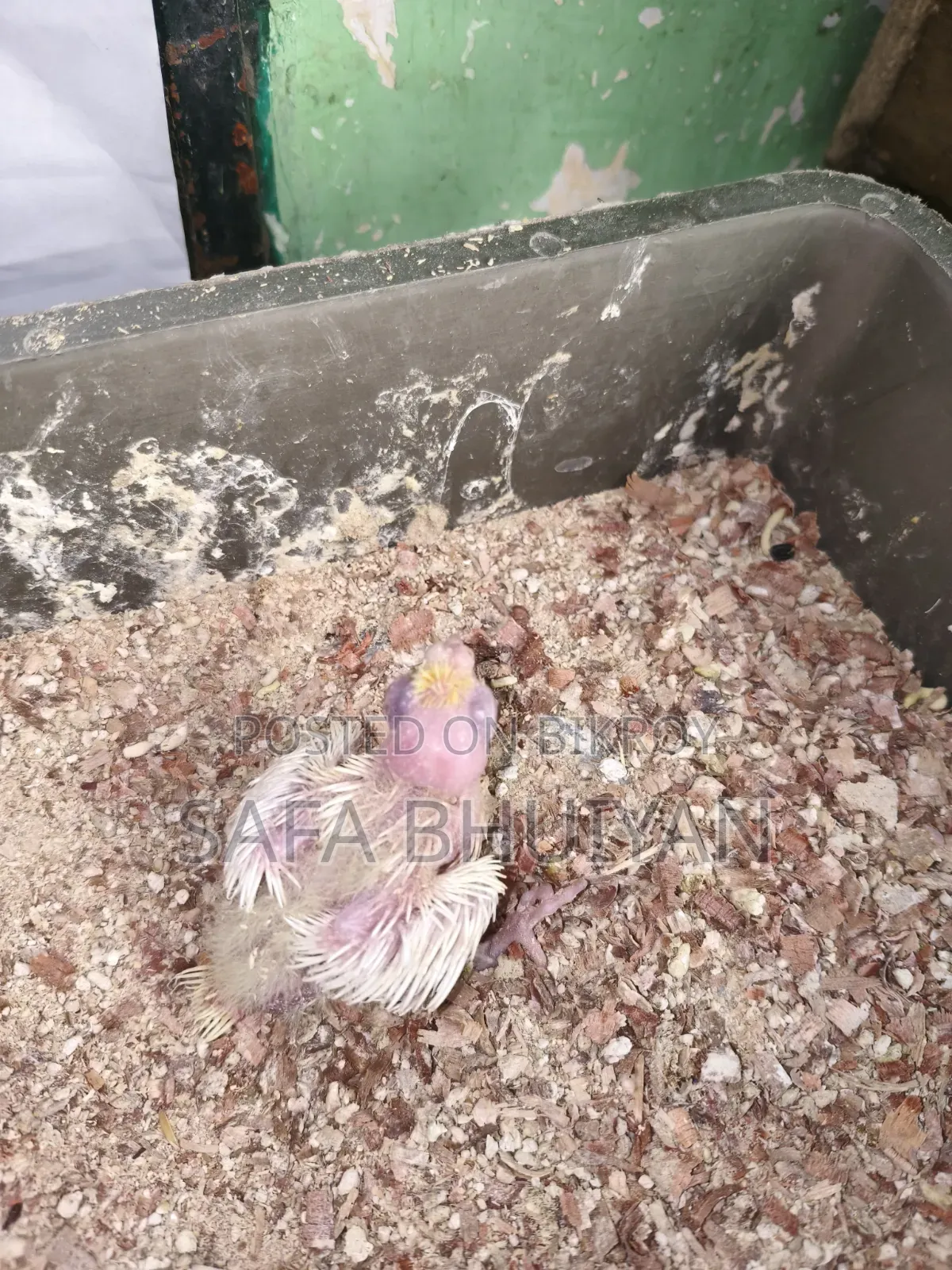 ককাটেল (Cockatiel )