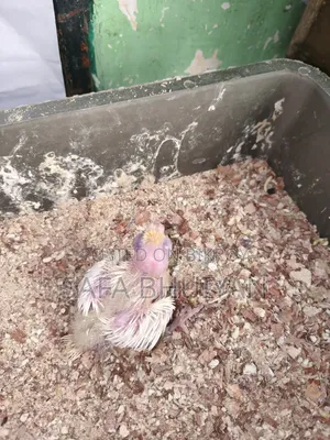 ককাটেল (Cockatiel )
