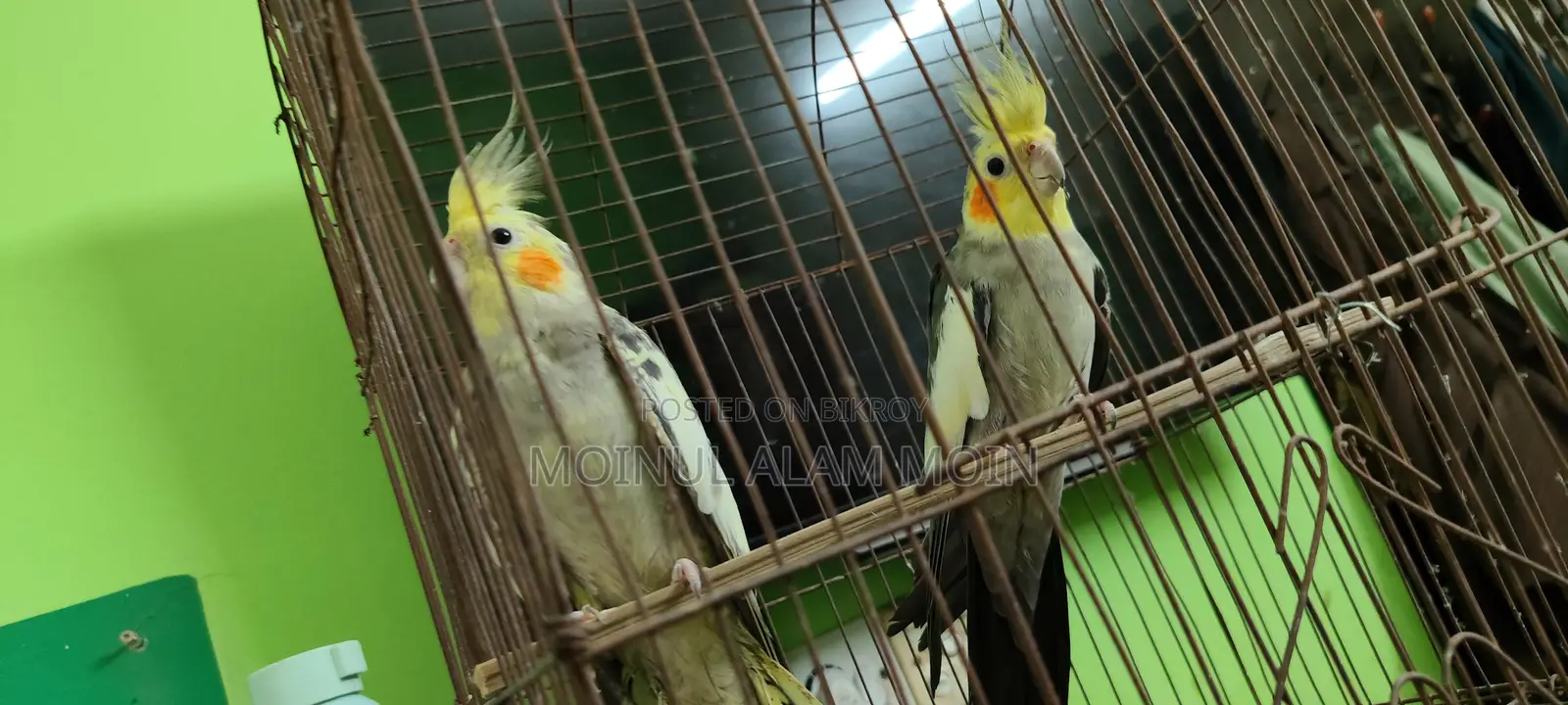 ককটেল বার্ড