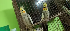 ককটেল বার্ড