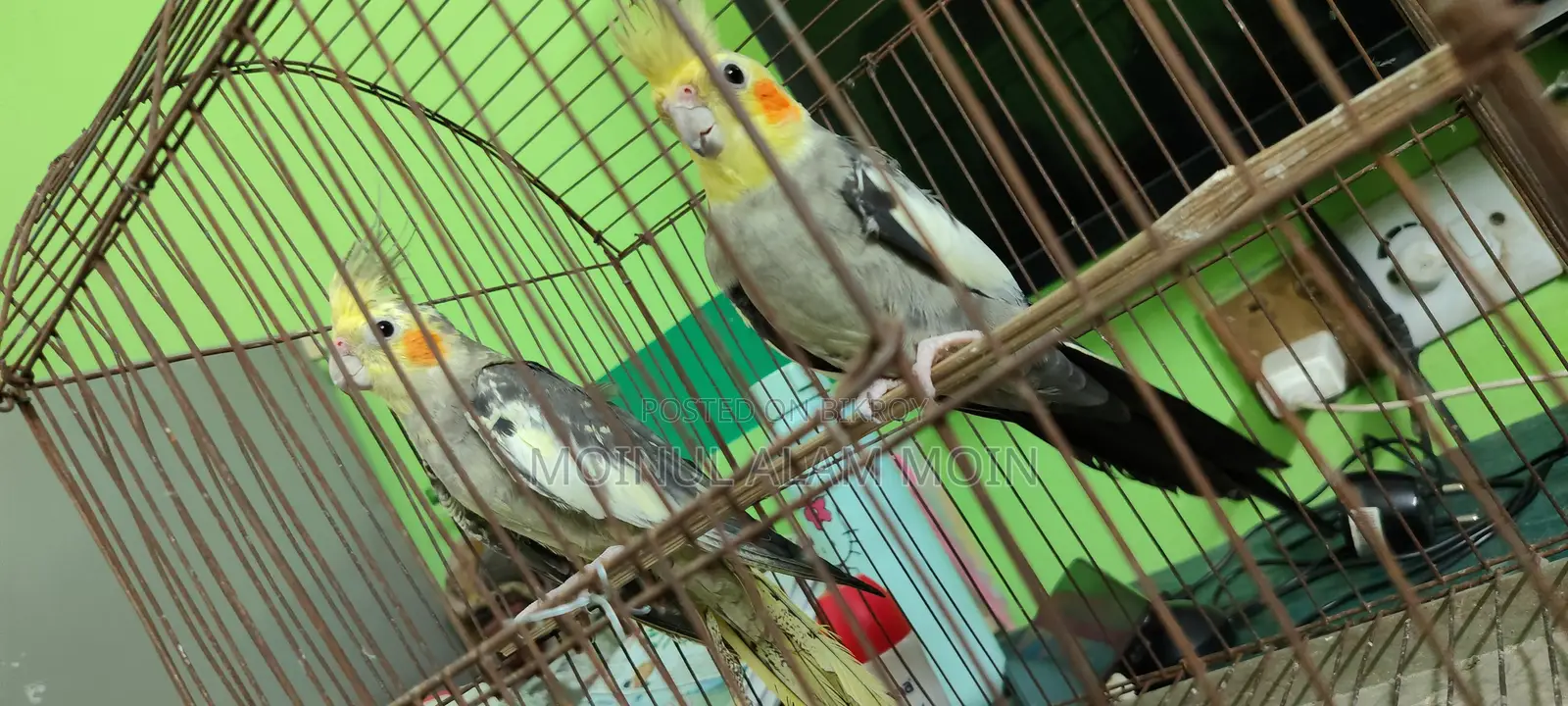 ককটেল বার্ড