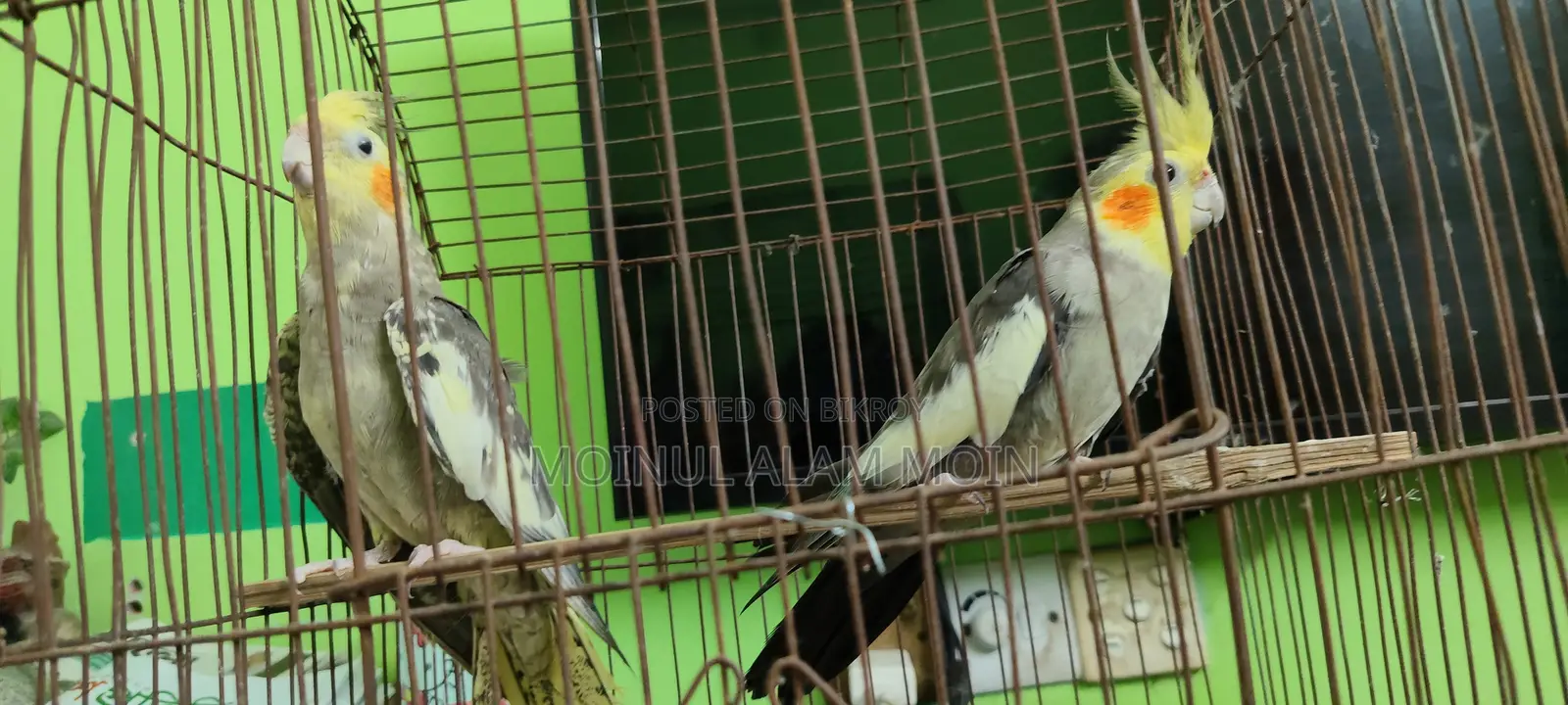 ককটেল বার্ড