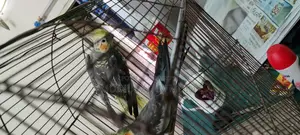 ককটেল বার্ড
