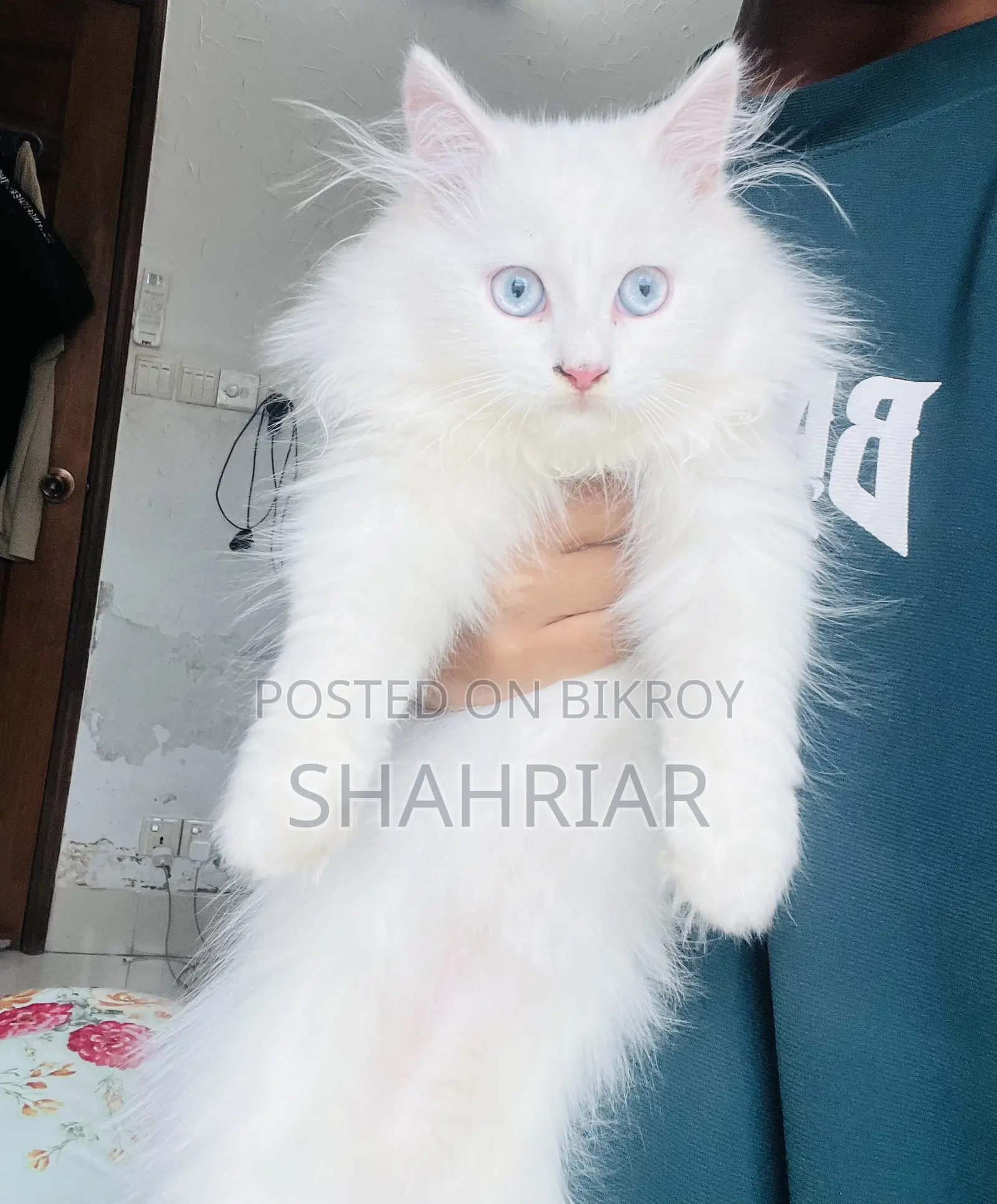 ৩-৬ মাস বয়সী মেল পিউরব্রেড পার্সিয়ান বিড়াল