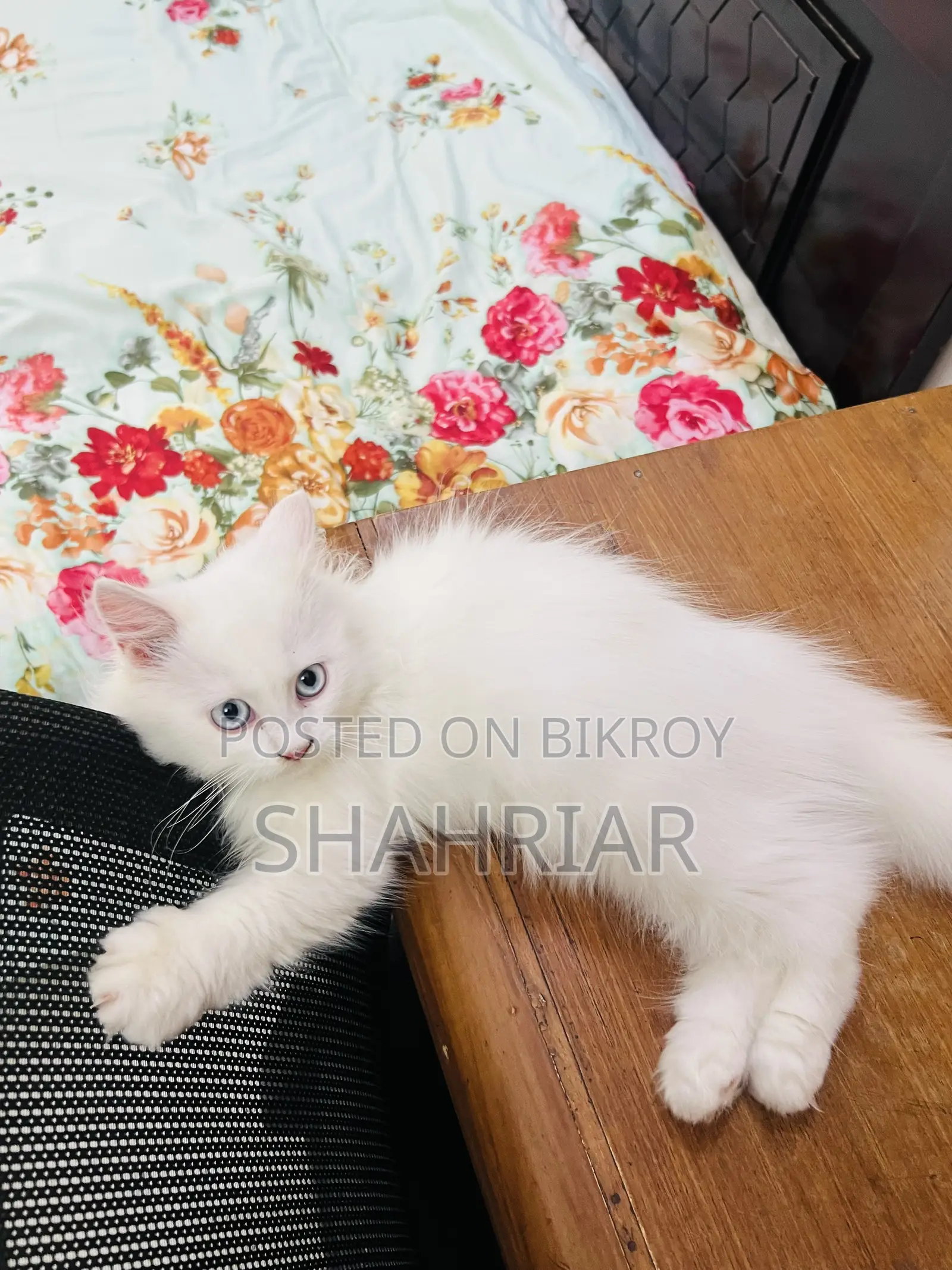 ৩-৬ মাস বয়সী মেল পিউরব্রেড পার্সিয়ান বিড়াল
