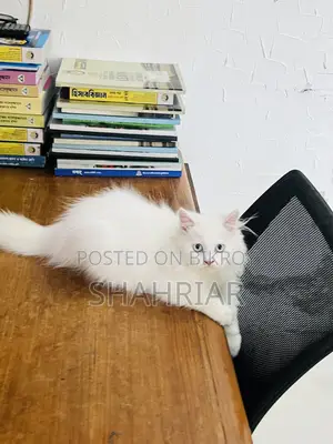 ৩-৬ মাস বয়সী মেল পিউরব্রেড পার্সিয়ান বিড়াল