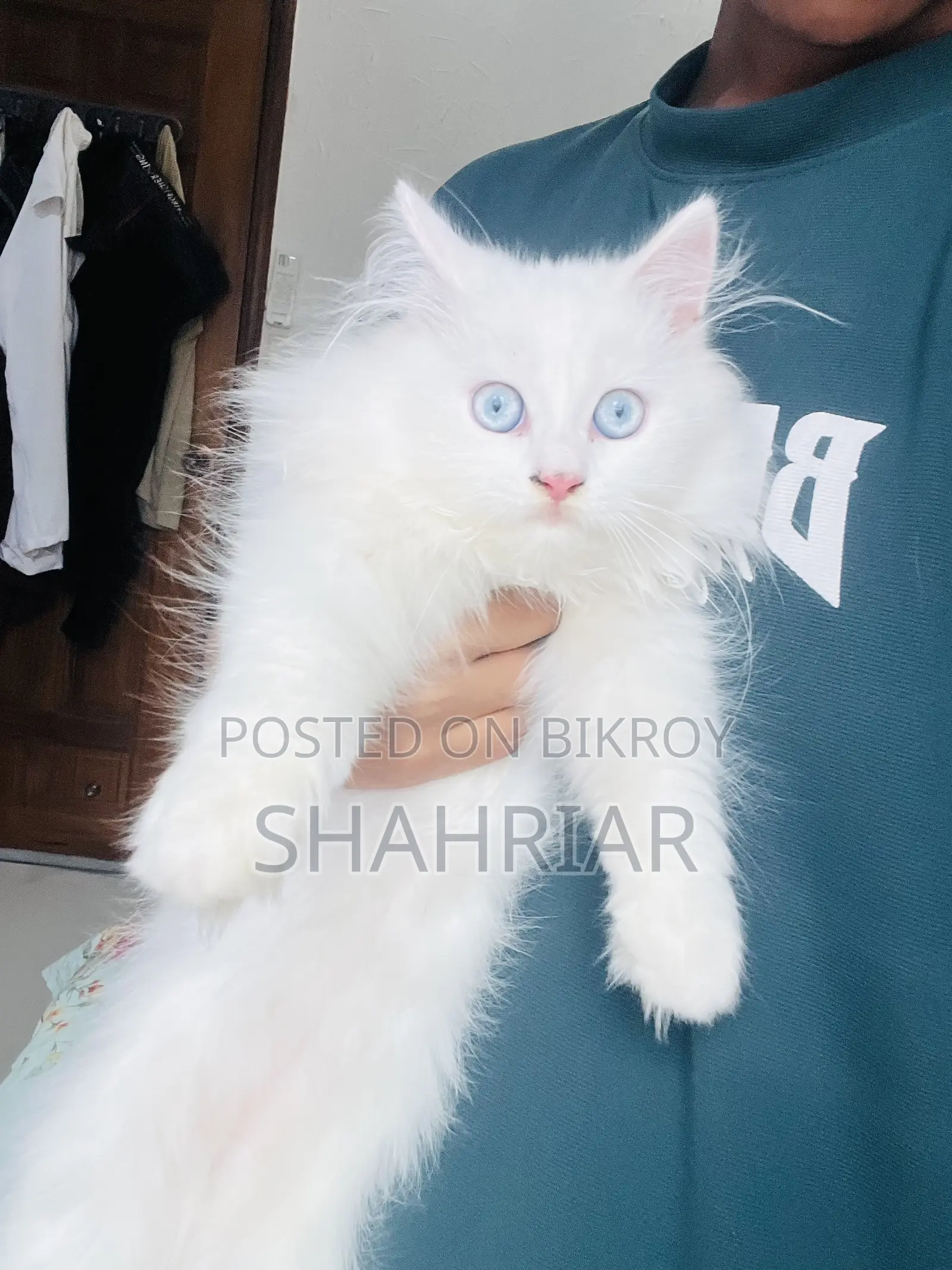 ৩-৬ মাস বয়সী মেল পিউরব্রেড পার্সিয়ান বিড়াল